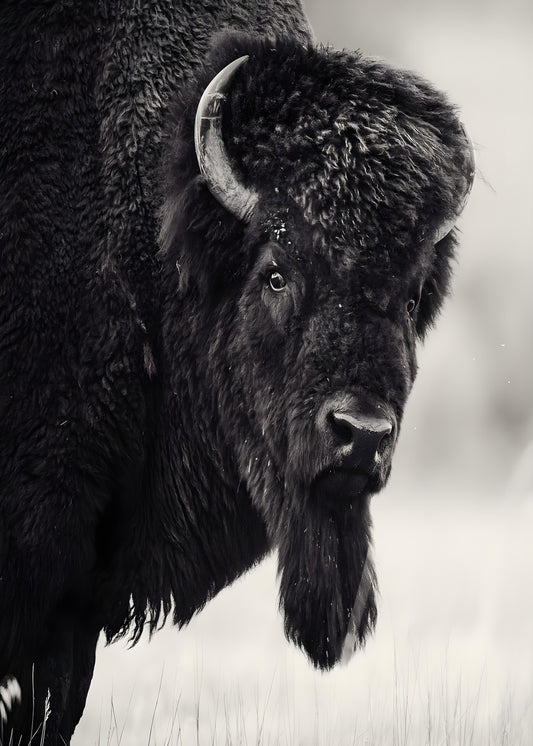 Bison