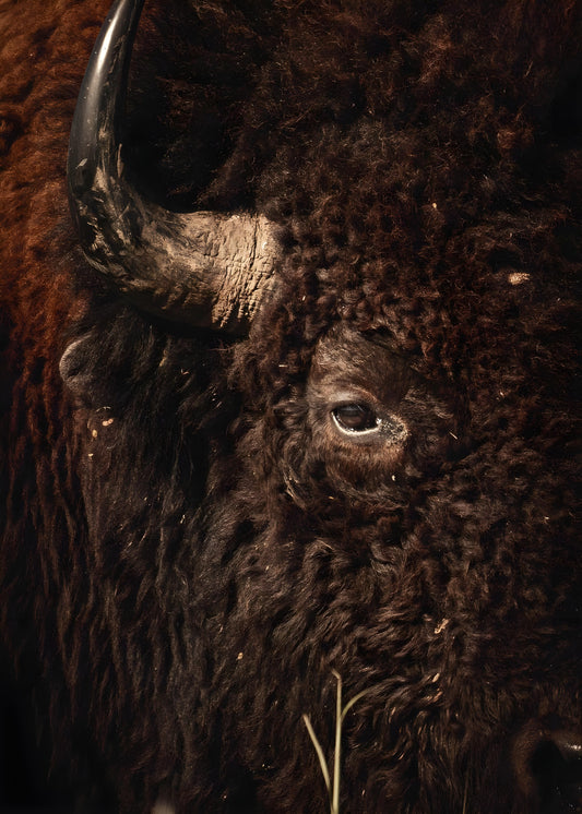 Bison 2