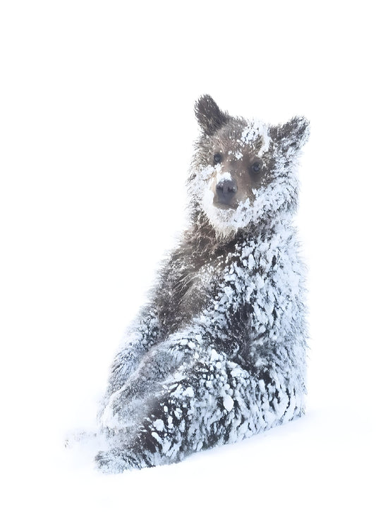 Bjørneunge sidder i sne