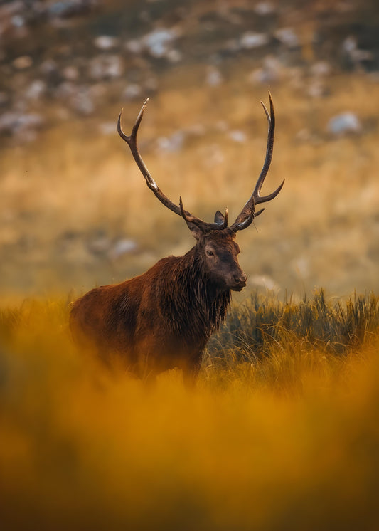 Red deer stag