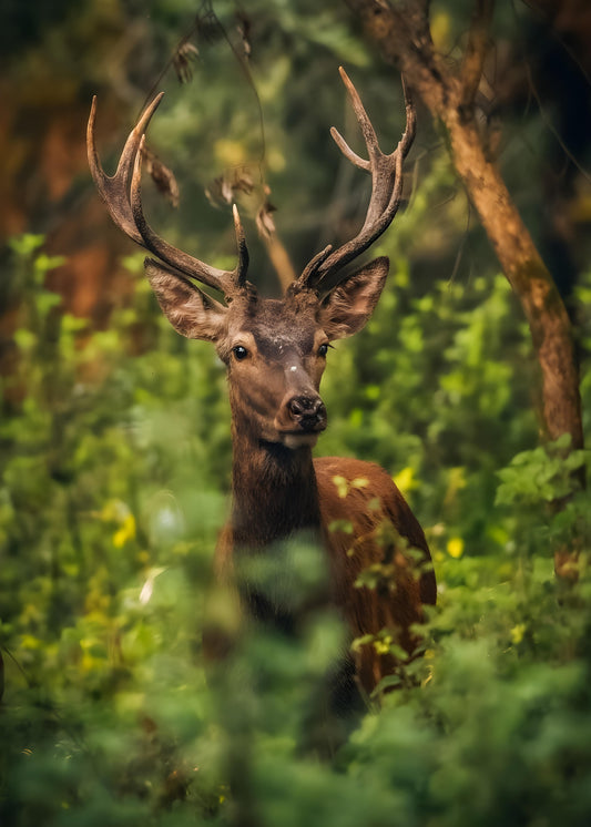 Red deer