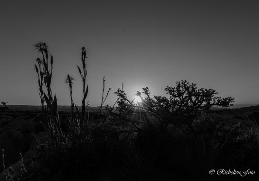 Sticky sunet Sort/Hvid